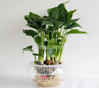 宁波盆景租赁哪家好 宁波盆景租赁哪家好